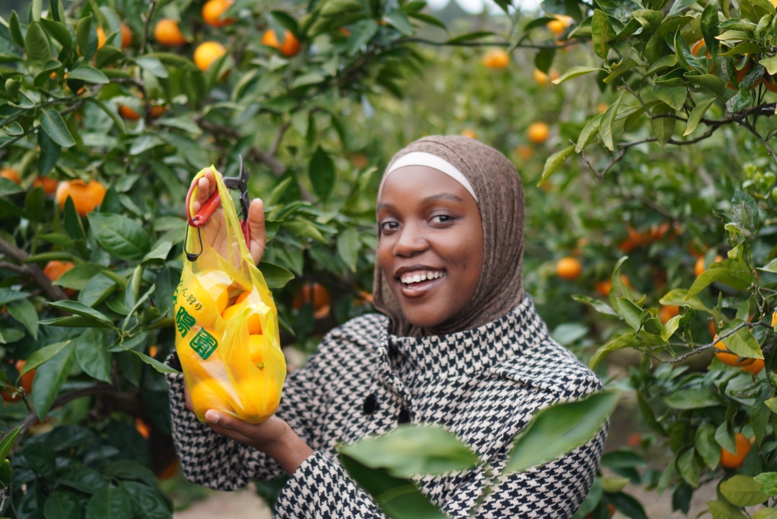 Orange picking in Kumamoto